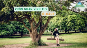 Vườn nhãn Vĩnh Tuy