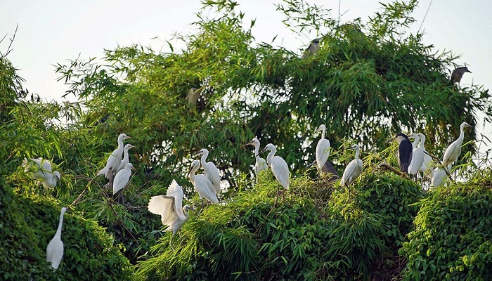 đảo cò chi lăng nam